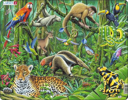 FH10 - The Lush South American Rainforest