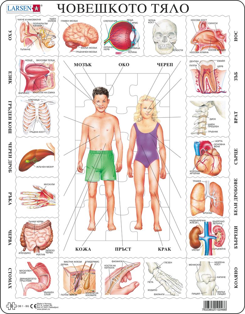 OB1 - Our Body (Bulgarian) OB1 - Our Body (Bulgarian)