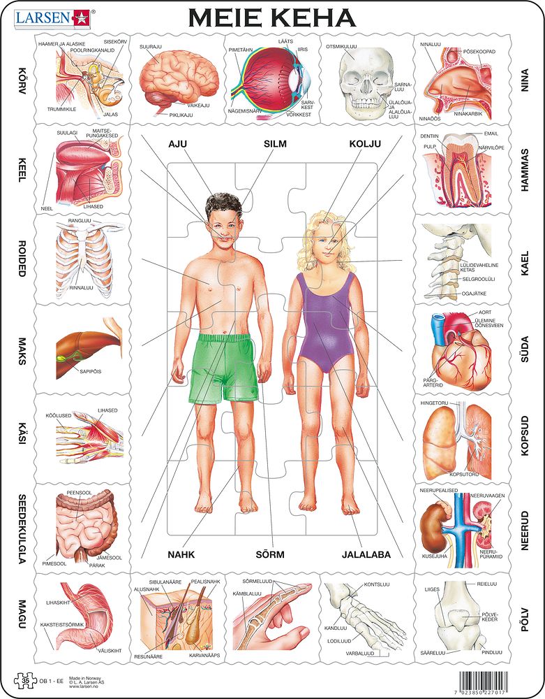 OB1 - Our Body (Estonian) OB1 - Our Body (Estonian)