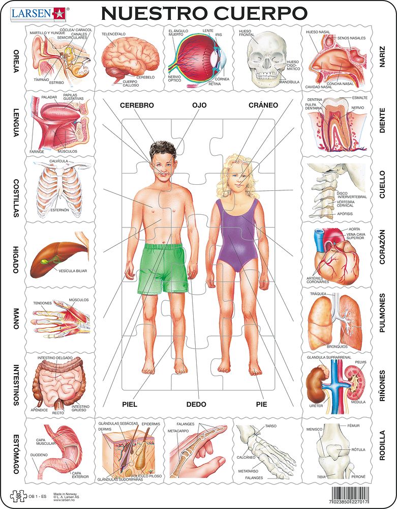 OB1 - Our Body (Spanish) OB1 - Our Body (Spanish)