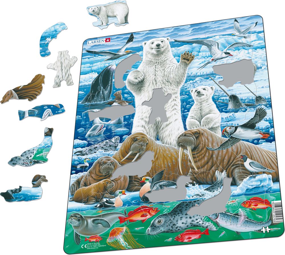 FH42 - Isbjørn og hvalross på den arktiske pakkisen. (Illustrasjonsbilde 1)