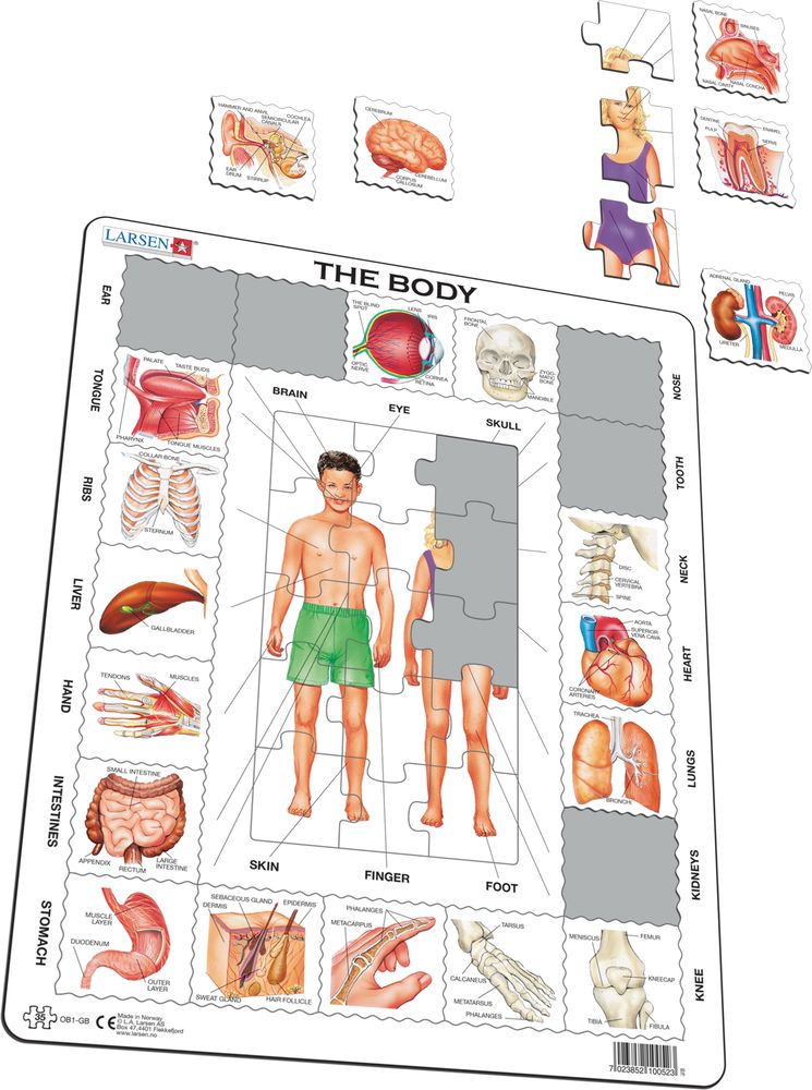 OB1 - Our Body (Illustrative image 1)