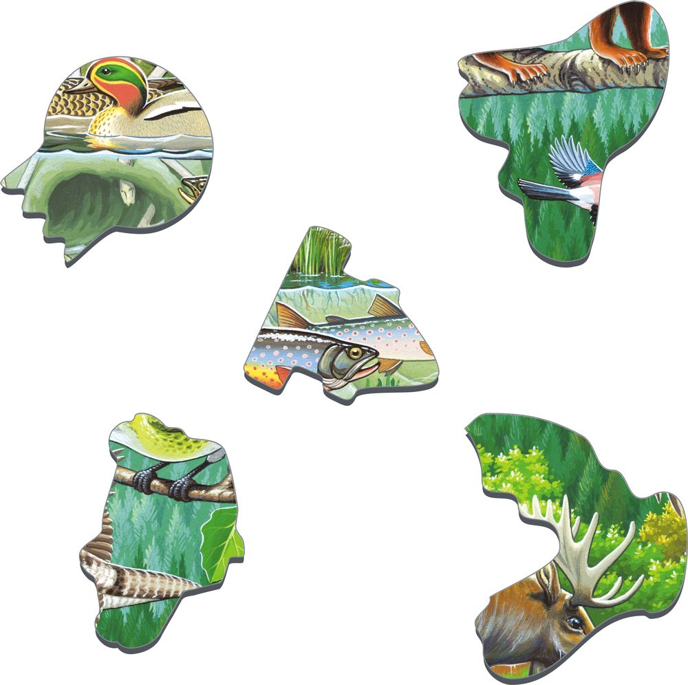 FH15 - En sommerdag i en nordisk skog (Illustrasjonsbilde 2)