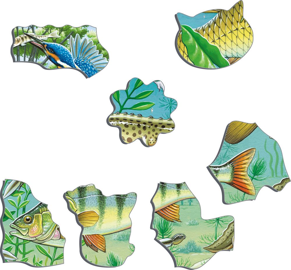 FH19 - European Aquatic Pond Ecosystem (Illustrative image 2) FH19 - European Aquatic Pond Ecosystem (Illustrative image 2)