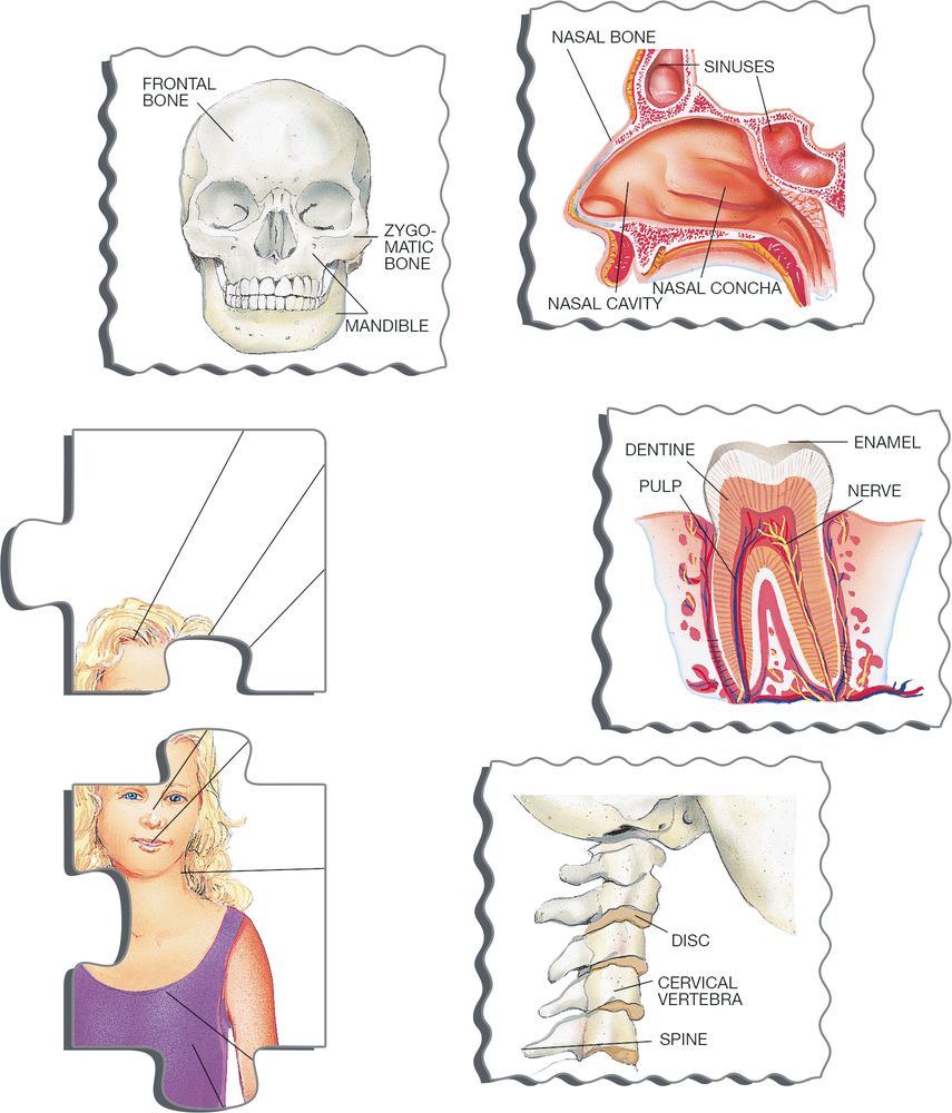 OB1 - Our Body (Illustrative image 2) OB1 - Our Body (Illustrative image 2)