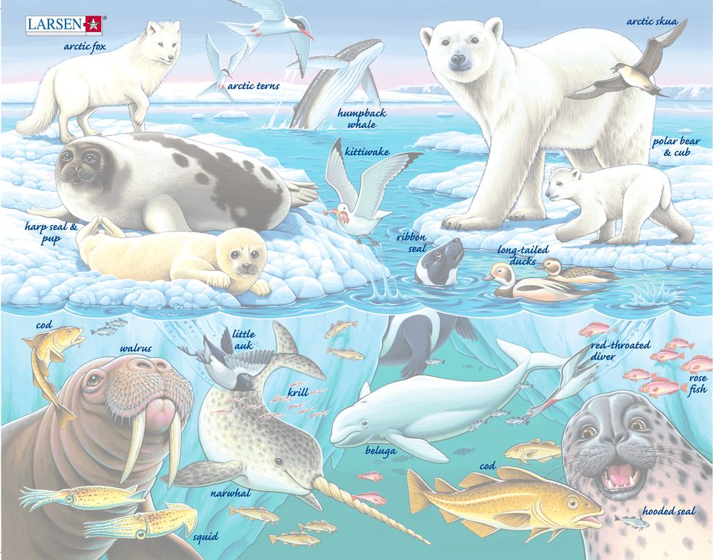 FH11 - Dyreliv på og rundt et arktisk isfjell (Illustrasjonsbilde 5) FH11 - Dyreliv på og rundt et arktisk isfjell (Illustrasjonsbilde 5)