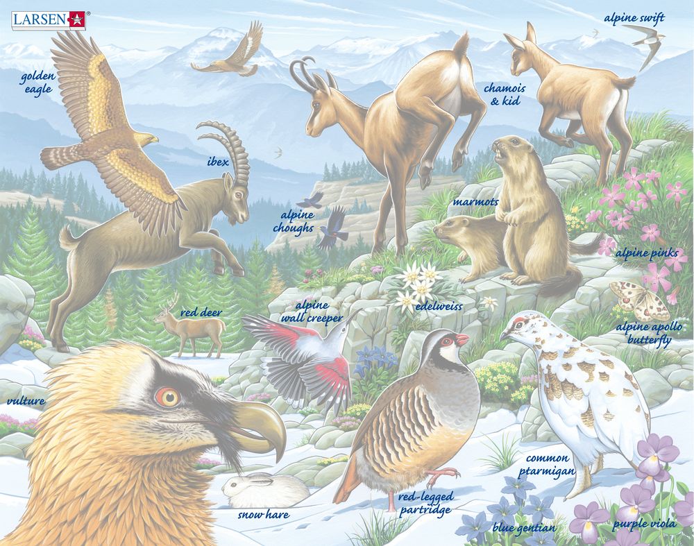 FH12 - Vakker Alpenatur (Illustrasjonsbilde 5)