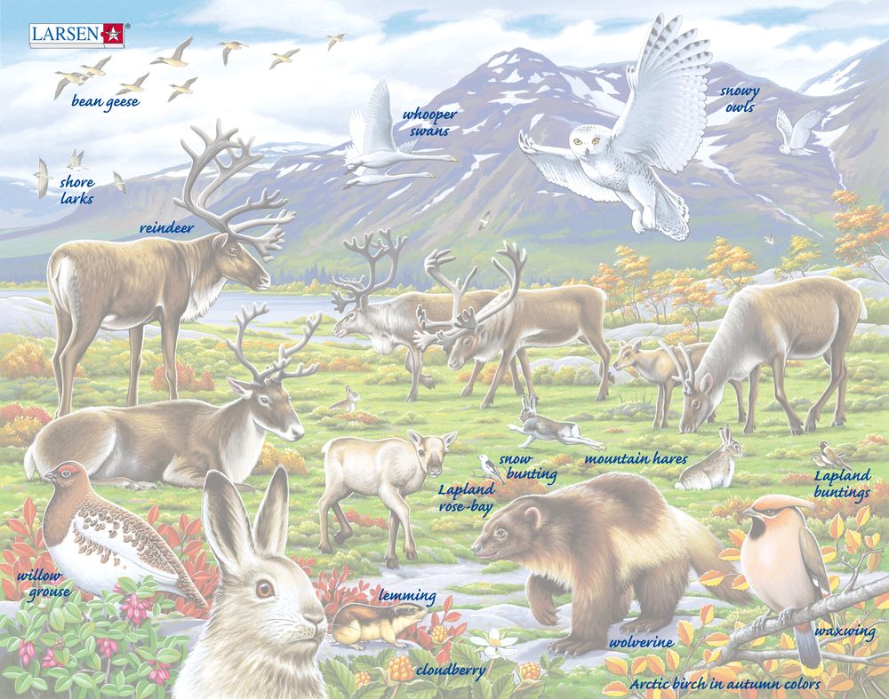 FH14 - Flora and Fauna of the Arctic Tundra (Illustrative image 5) FH14 - Flora and Fauna of the Arctic Tundra (Illustrative image 5)