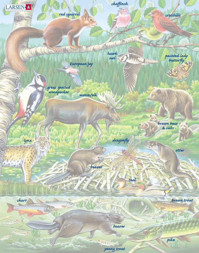 FH15 - En sommerdag i en nordisk skog (Illustrasjonsbilde 5)