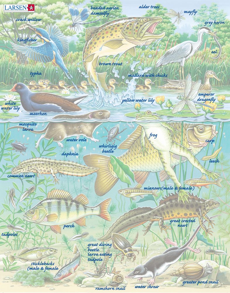 FH19 - European Aquatic Pond Ecosystem (Illustrative image 5) FH19 - European Aquatic Pond Ecosystem (Illustrative image 5)