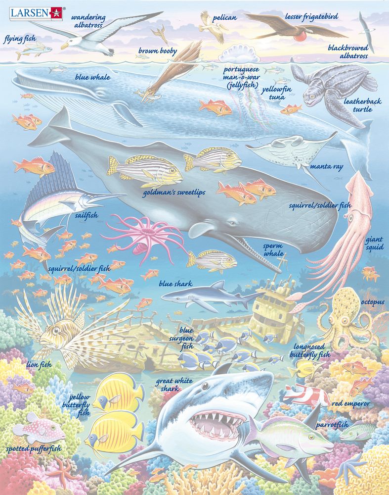 FH20 - Marine Life in the Pacific Ocean (Illustrative image 5) FH20 - Marine Life in the Pacific Ocean (Illustrative image 5)