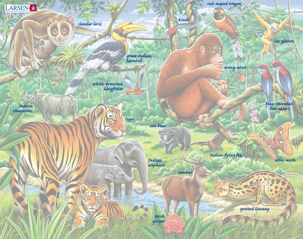 FH24 - En livlig asiatisk jungel (Illustrasjonsbilde 5) FH24 - En livlig asiatisk jungel (Illustrasjonsbilde 5)