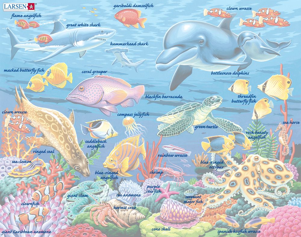 FH29 - Sjøliv på et korallrev (Illustrasjonsbilde 5) FH29 - Sjøliv på et korallrev (Illustrasjonsbilde 5)