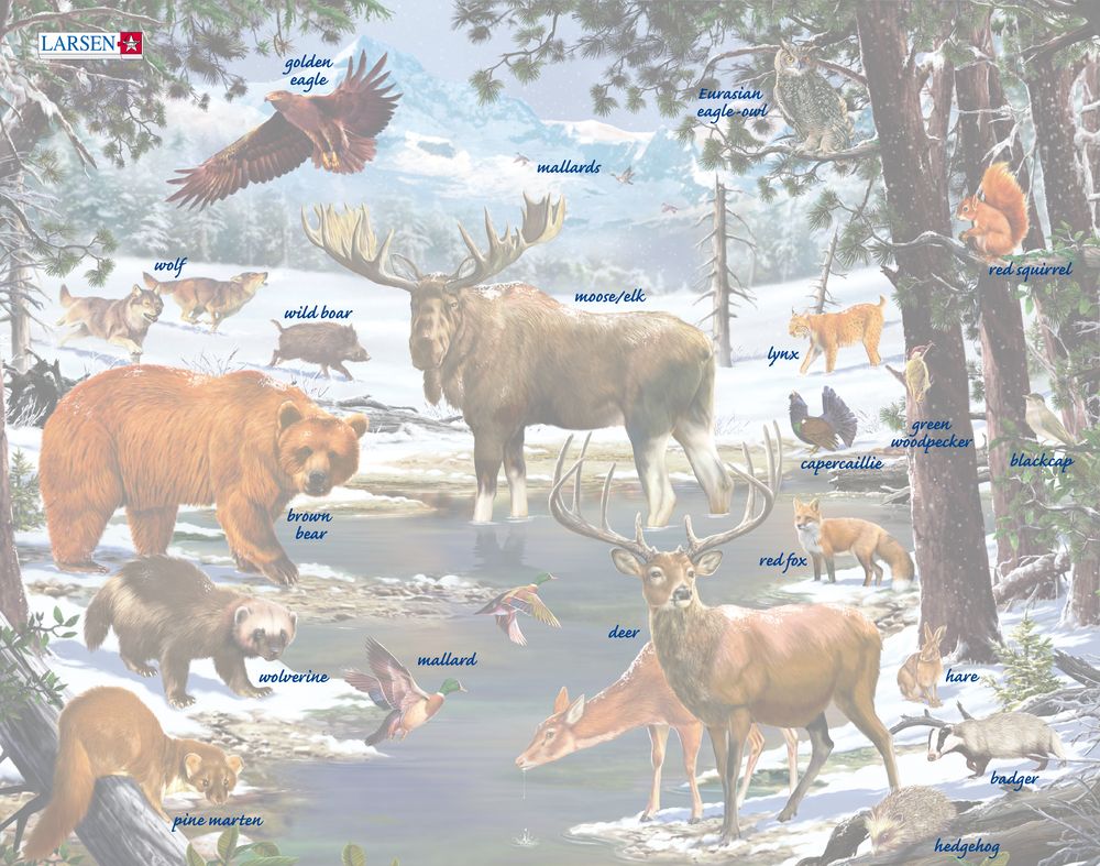 FH32 - A Winter Day in a Nordic Forest (Illustrative image 5) FH32 - A Winter Day in a Nordic Forest (Illustrative image 5)