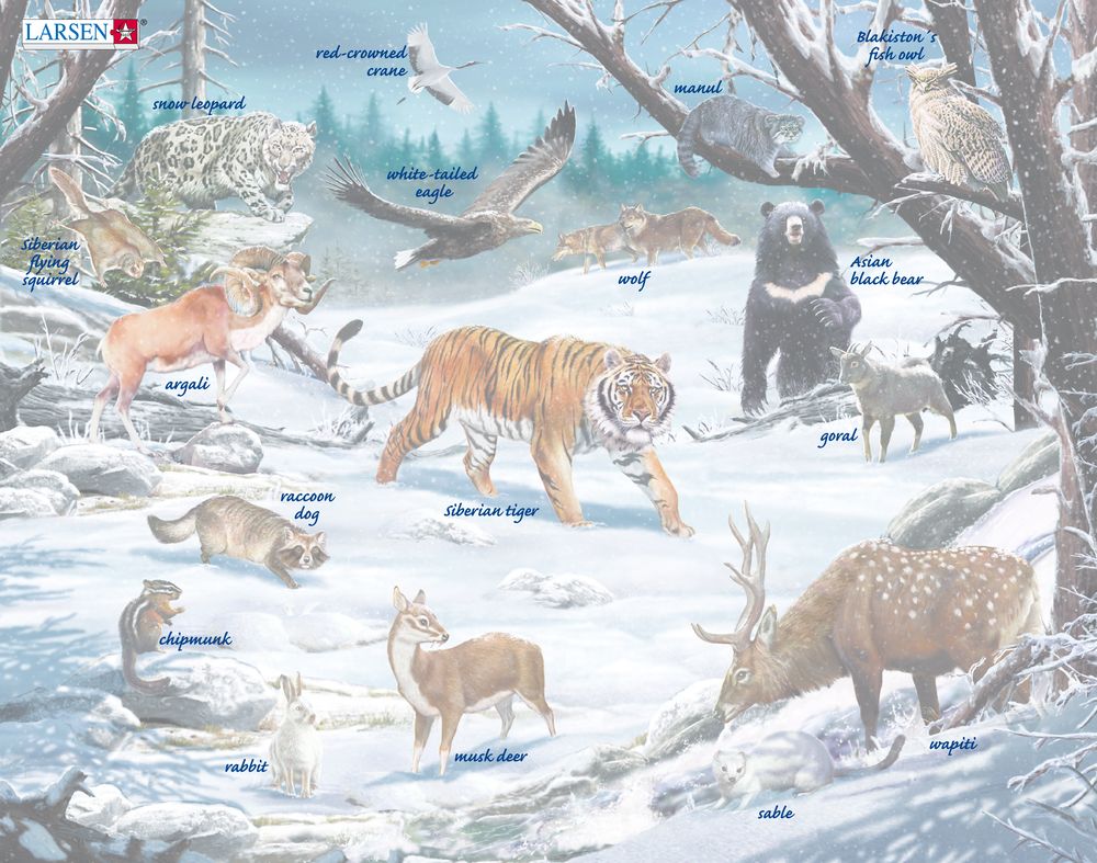 FH34 - Winter Wildlife in Siberia and Northeast Asia (Illustrative image 5) FH34 - Winter Wildlife in Siberia and Northeast Asia (Illustrative image 5)