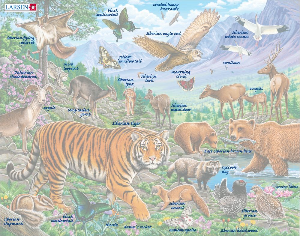 FH39 - Amurtiger i sibirsk sommer (Illustrasjonsbilde 5) FH39 - Amurtiger i sibirsk sommer (Illustrasjonsbilde 5)