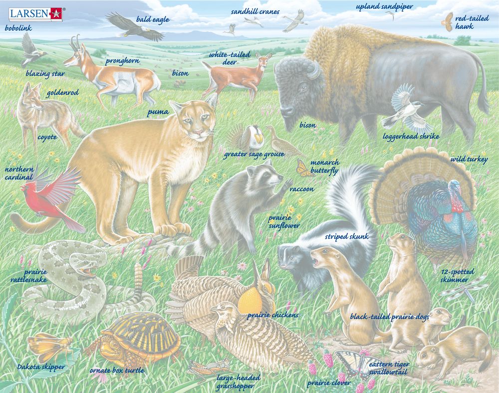 FH40 - Wildlife on the Great American Prairie (Illustrative image 5) FH40 - Wildlife on the Great American Prairie (Illustrative image 5)