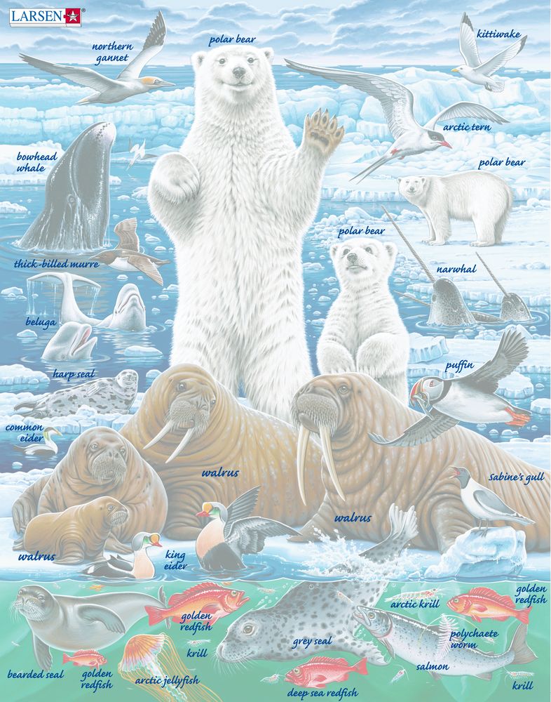 FH42 - Polar Bears and Walrus on the Artic Ice Pack (Illustrative image 5) FH42 - Polar Bears and Walrus on the Artic Ice Pack (Illustrative image 5)