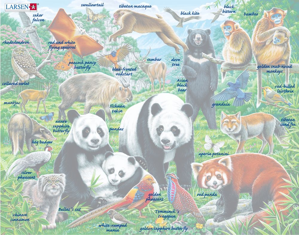 FH43 - Panda Bear Family on a China Mountain Plateau (Illustrative image 5) FH43 - Panda Bear Family on a China Mountain Plateau (Illustrative image 5)