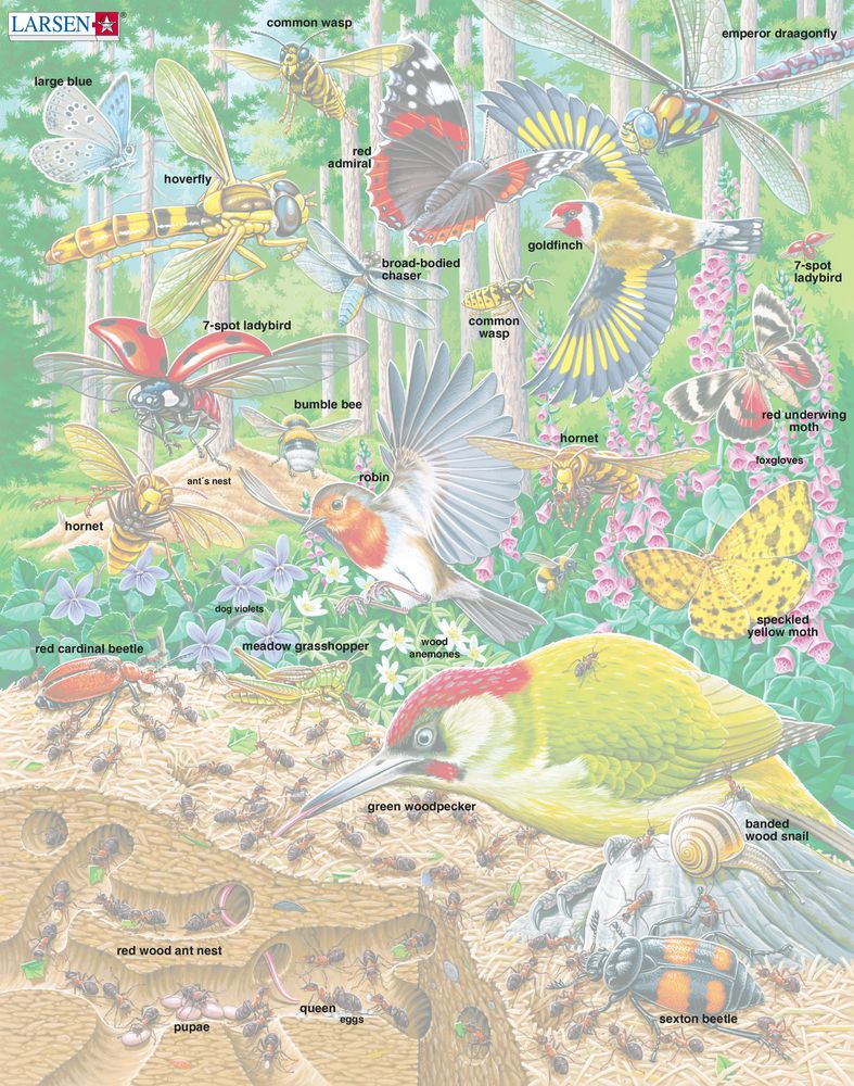 FH46 - Bustling Life on the Forest Floor (Illustrative image 5) FH46 - Bustling Life on the Forest Floor (Illustrative image 5)