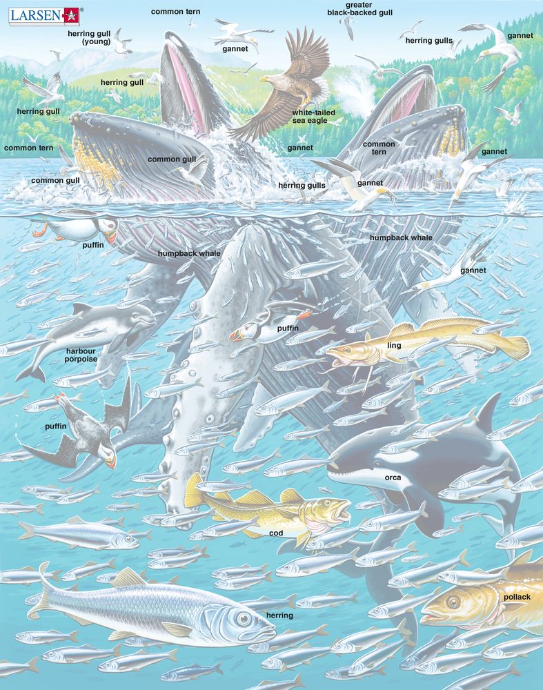 FH47 - Humpback Whales in a School of Herrings (Illustrative image 5) FH47 - Humpback Whales in a School of Herrings (Illustrative image 5)