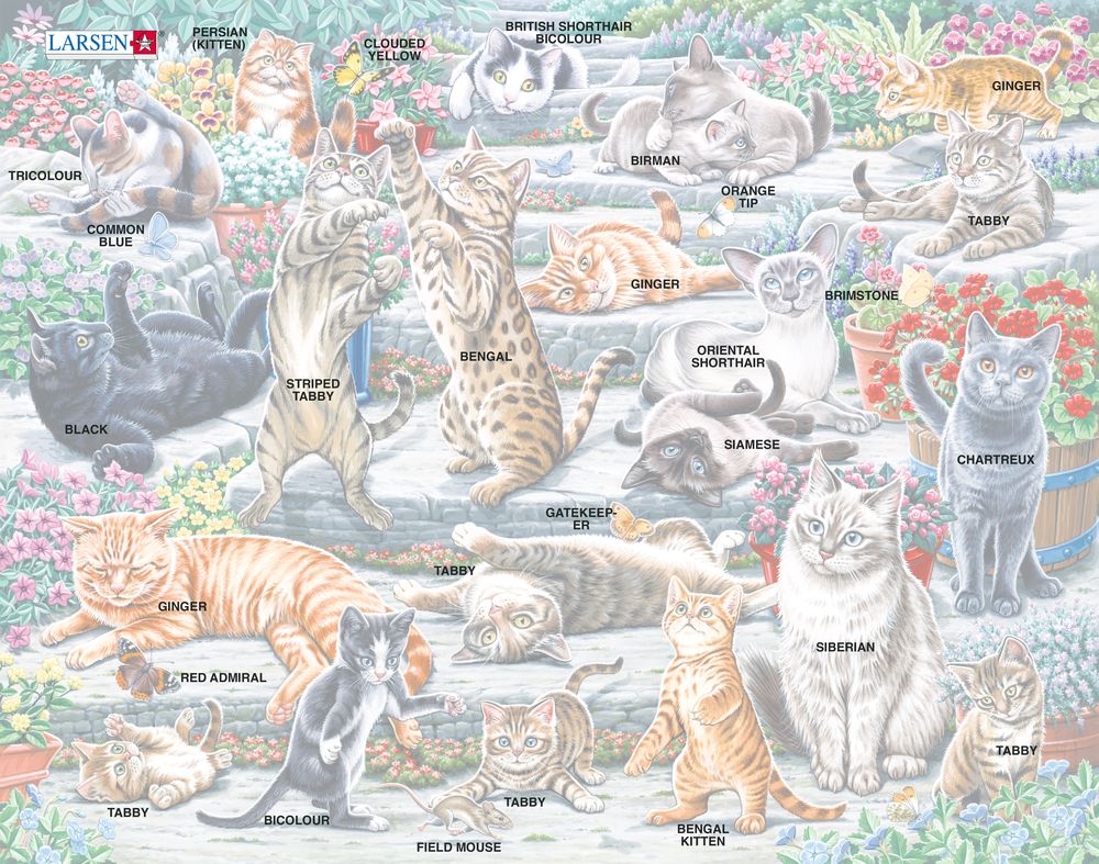 FH51 - Cute cats of different breeds and sizes (Illustrative image 5) FH51 - Cute cats of different breeds and sizes (Illustrative image 5)