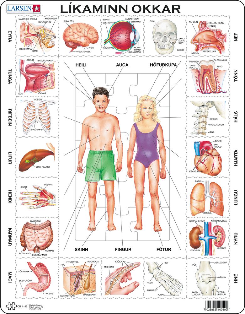 OB1 - Our Body (Icelandic) OB1 - Our Body (Icelandic)