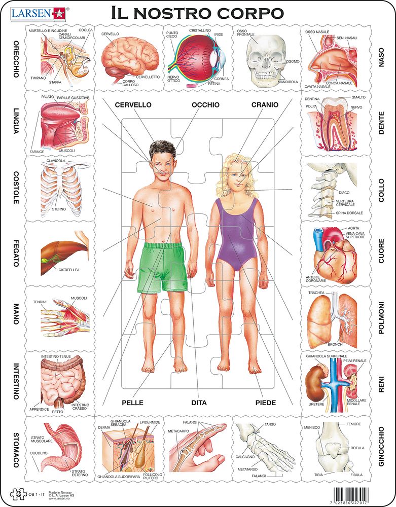 OB1 - Our Body (Italian) OB1 - Our Body (Italian)
