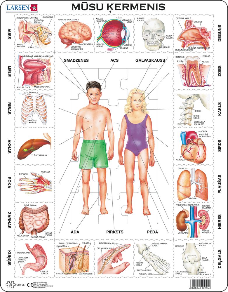OB1 - Our Body (Latvian) OB1 - Our Body (Latvian)