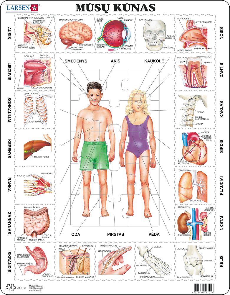 OB1 - Our Body (Lithuanian) OB1 - Our Body (Lithuanian)