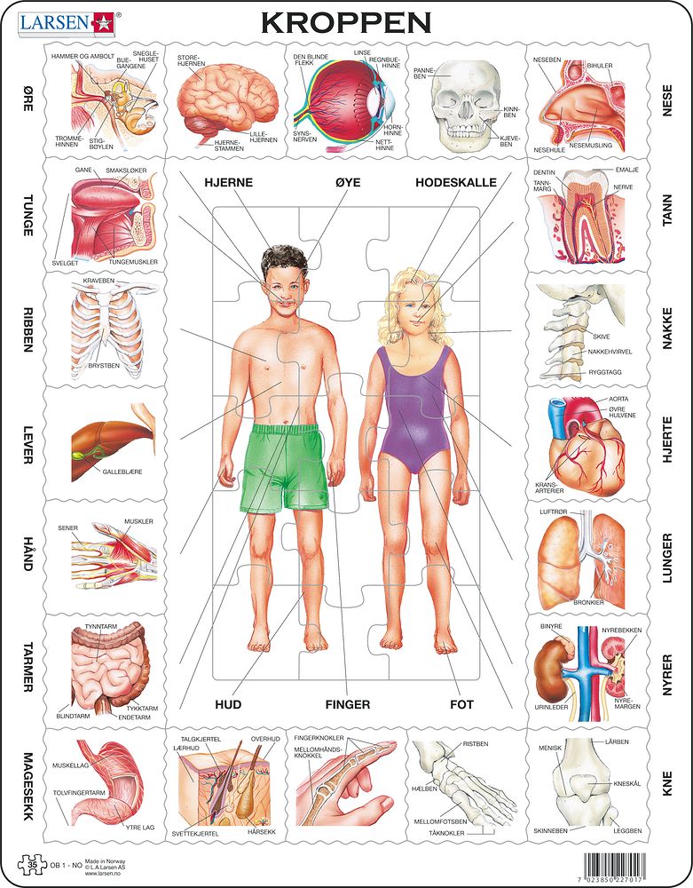 OB1 - Our Body (Norwegian) OB1 - Our Body (Norwegian)