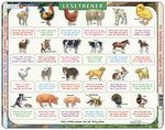 LS46 - Reading Trainer farm animals