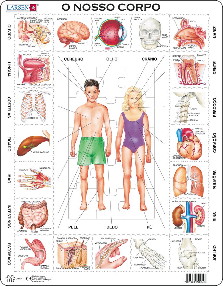 OB1 - Our Body (Portuguese) OB1 - Our Body (Portuguese)