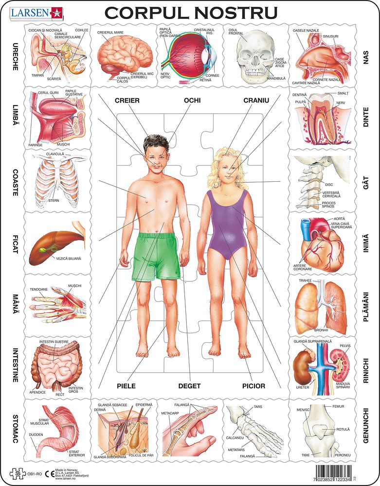 OB1 - Our Body (Romania) OB1 - Our Body (Romania)