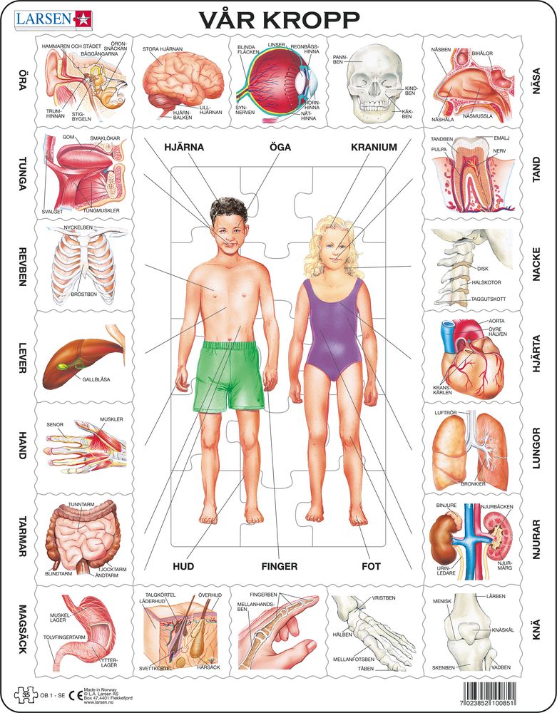 OB1 - Our Body (Swedish) OB1 - Our Body (Swedish)