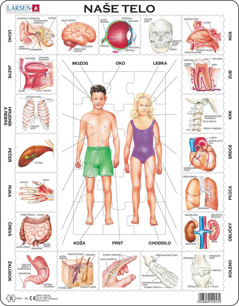 OB1 - Our Body (Slovak) OB1 - Our Body (Slovak)
