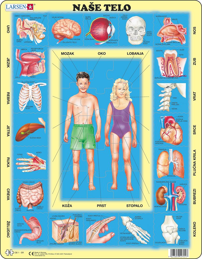 OB1 - Our Body (Serbian) OB1 - Our Body (Serbian)