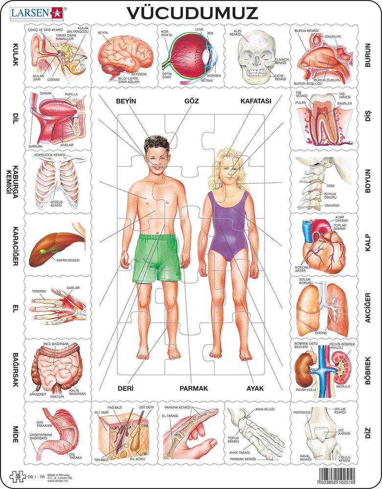 OB1 - Our Body (Turkish) OB1 - Our Body (Turkish)