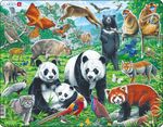 FH43 - Pandafamilie på et fjellplatå i Kina