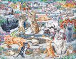 FH51 - Søte katter av forskjellige raser og størrelser.