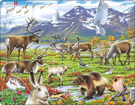 FH14 - Flora og fauna på den arktiske tundraen